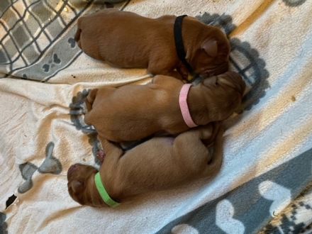 Wunderschöne Labradorwelpen in dark foxred  aus prämierter Zucht mit Papieren (Ahnentafel)