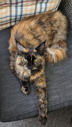 Maine Coons von den Seilerdorf-Löwen