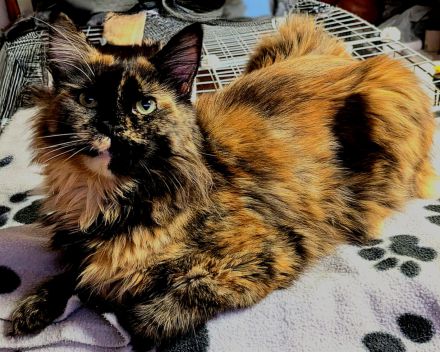 Maine Coons von den Seilerdorf-Löwen