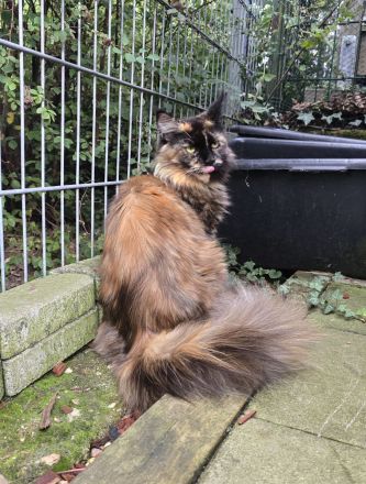 Maine Coons von den Seilerdorf-Löwen