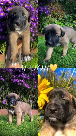 Malinois-Mix Welpen
