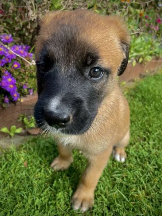 Malinois-Mix Welpen