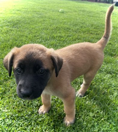 Malinois-Mix Welpen