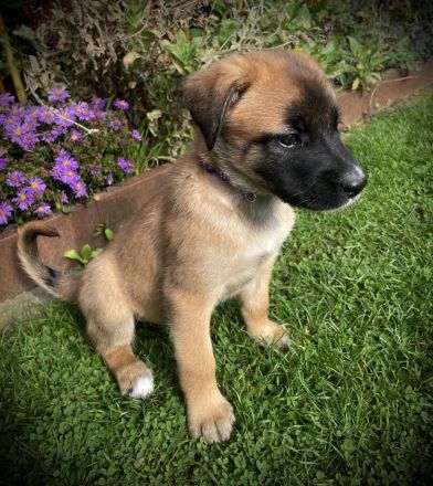 Malinois-Mix Welpen