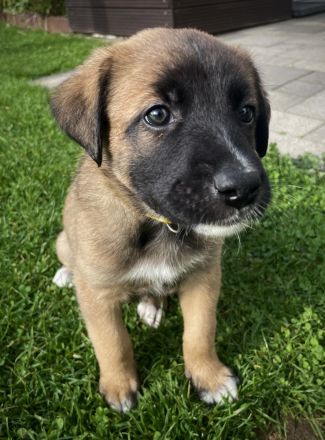 Malinois-Mix Welpen