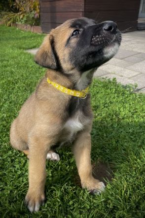 Malinois-Mix Welpen