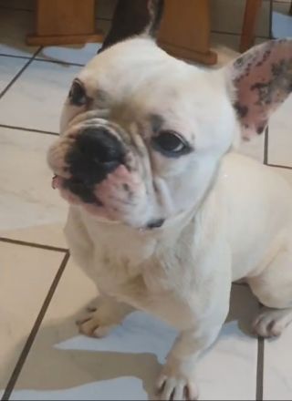 Super Französische bulldog