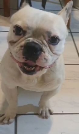 Super Französische bulldog