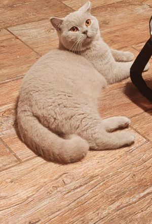 Dekker britisch kurzhaar Lilac!