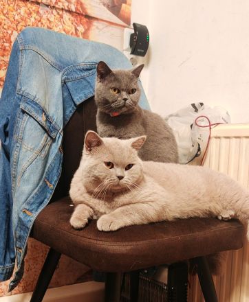 Dekker britisch kurzhaar Lilac!