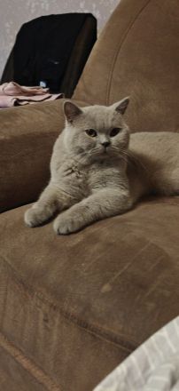 Dekker britisch kurzhaar Lilac!