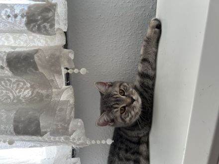 BKH Kitten abzugeben 😍