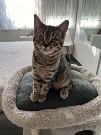 BKH Kitten abzugeben 😍