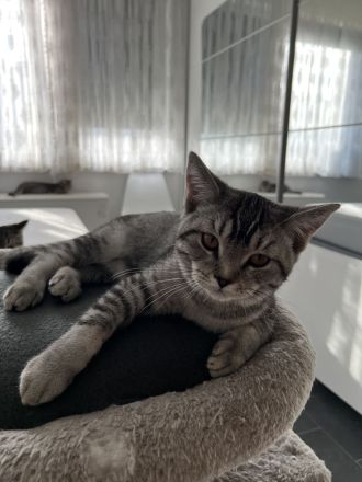 BKH Kitten abzugeben 😍