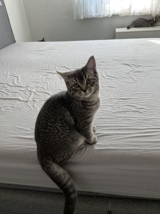 BKH Kitten abzugeben 😍