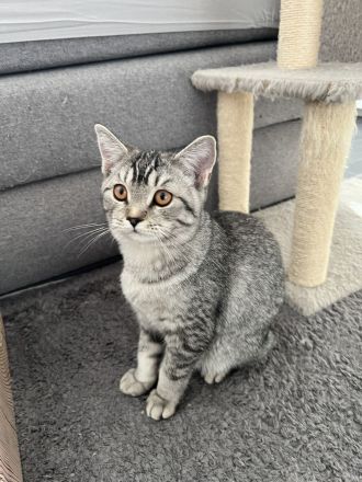 BKH Kitten abzugeben 😍