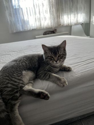 BKH Kitten abzugeben 😍