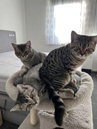 BKH Kitten abzugeben 😍