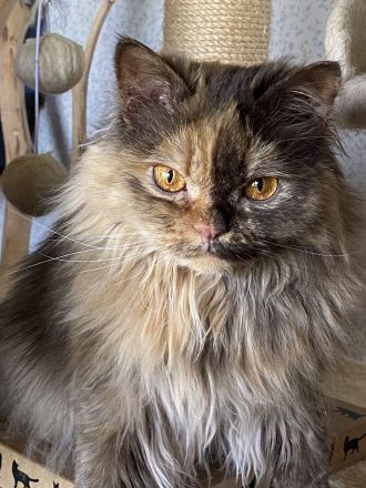 BKH + BLH mit Stammbaum, geimpft, entwurmt + Chip