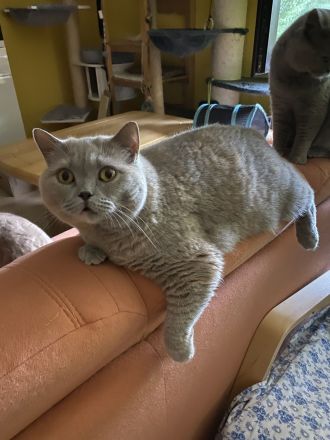 BKH + BLH mit Stammbaum, geimpft, entwurmt + Chip