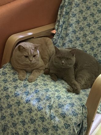 BKH + BLH mit Stammbaum, geimpft, entwurmt + Chip