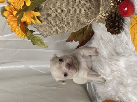 Französische Bulldoggen Welpen