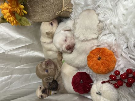 Französische Bulldoggen Welpen