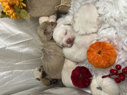 Französische Bulldoggen Welpen