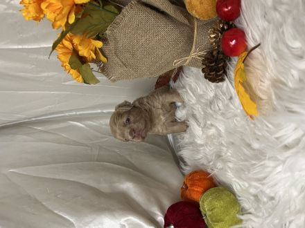 Französische Bulldoggen Welpen