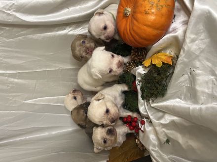 Französische Bulldoggen Welpen