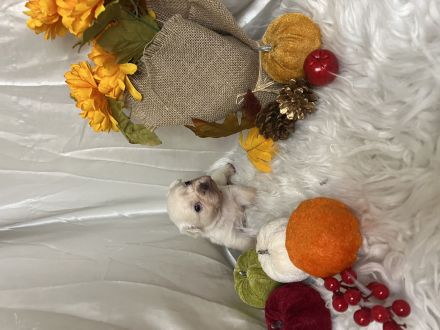 Französische Bulldoggen Welpen