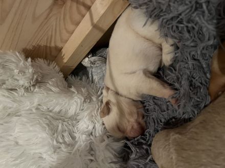 Französische Bulldoggen Welpen