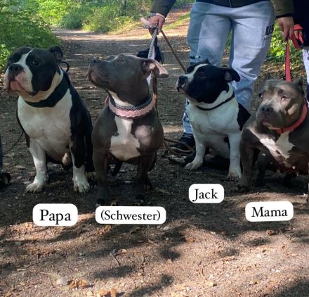 American Bully Deckrüde