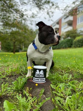 American Bully Deckrüde