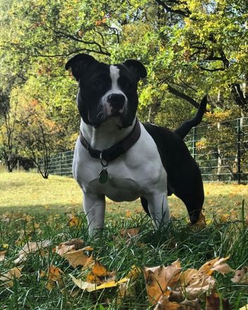 American Bully Deckrüde