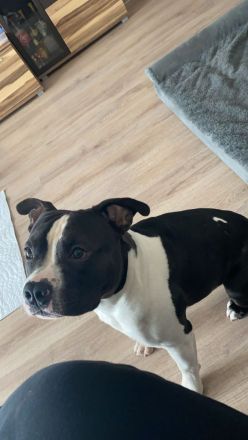 American Bully Deckrüde