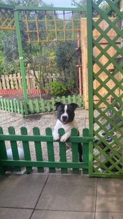 American Bully Deckrüde