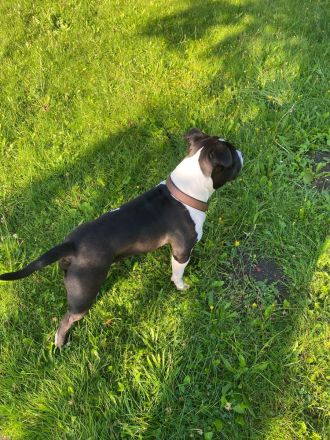 American Bully Deckrüde