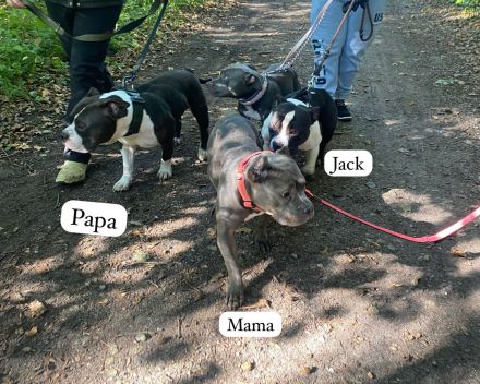 American Bully Deckrüde