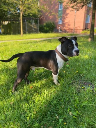 American Bully Deckrüde