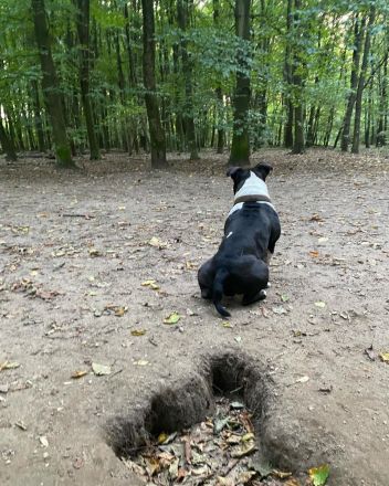 American Bully Deckrüde