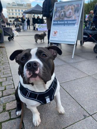 American Bully Deckrüde