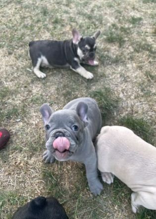 13 Wochen alte Französische Bulldoggen Welpen zu verkaufen