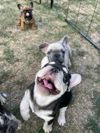 13 Wochen alte Französische Bulldoggen Welpen zu verkaufen