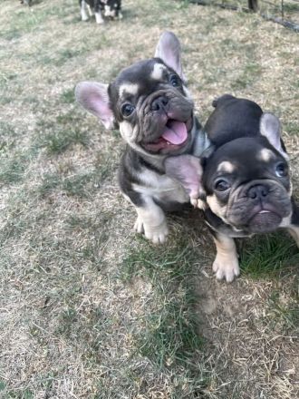13 Wochen alte Französische Bulldoggen Welpen zu verkaufen