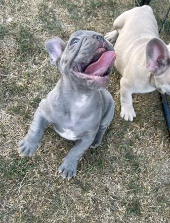 13 Wochen alte Französische Bulldoggen Welpen zu verkaufen