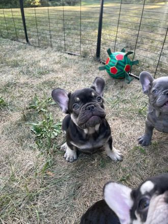 13 Wochen alte Französische Bulldoggen Welpen zu verkaufen