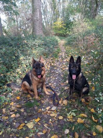 6 Deutsche Schäferhund Welpen, DDR-Linie mit geradem Rücken