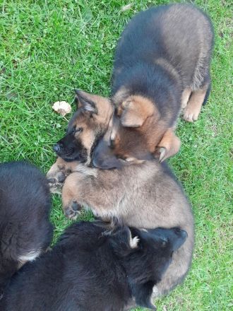 6 Deutsche Schäferhund Welpen, DDR-Linie mit geradem Rücken