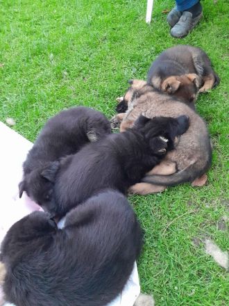 6 Deutsche Schäferhund Welpen, DDR-Linie mit geradem Rücken